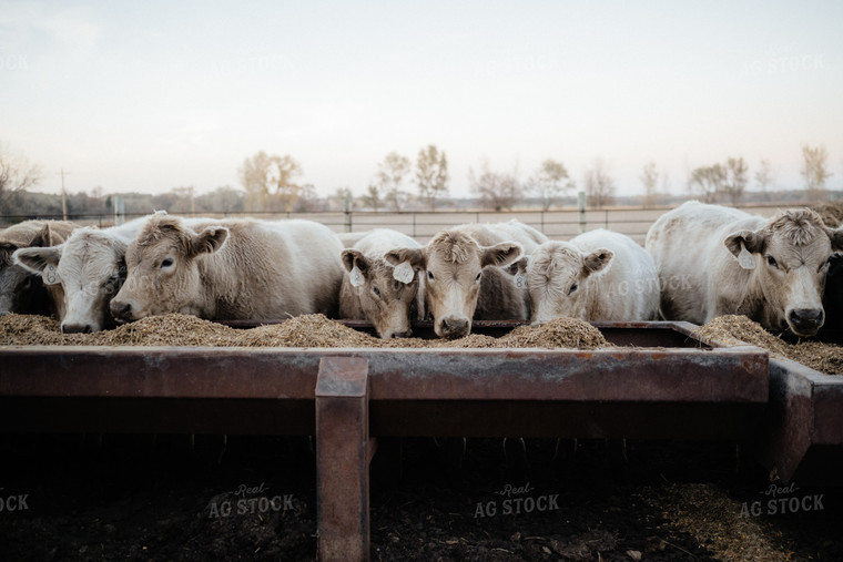 Charolais Cattle Earing at Feed Bunk 170010