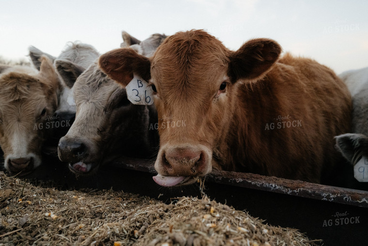 Cattle Eating at Feed Bunk 170015