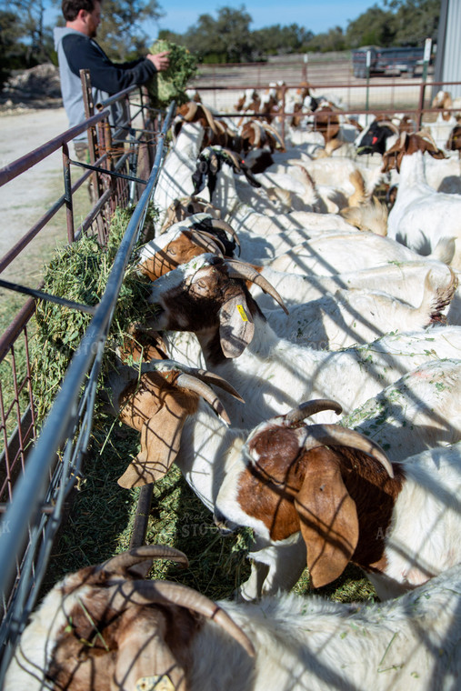 Feeding Goats 134063