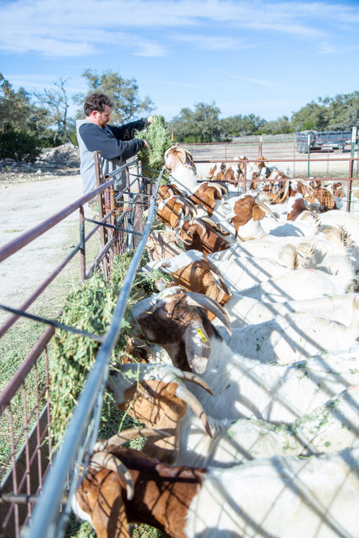 Feeding Goats 134064