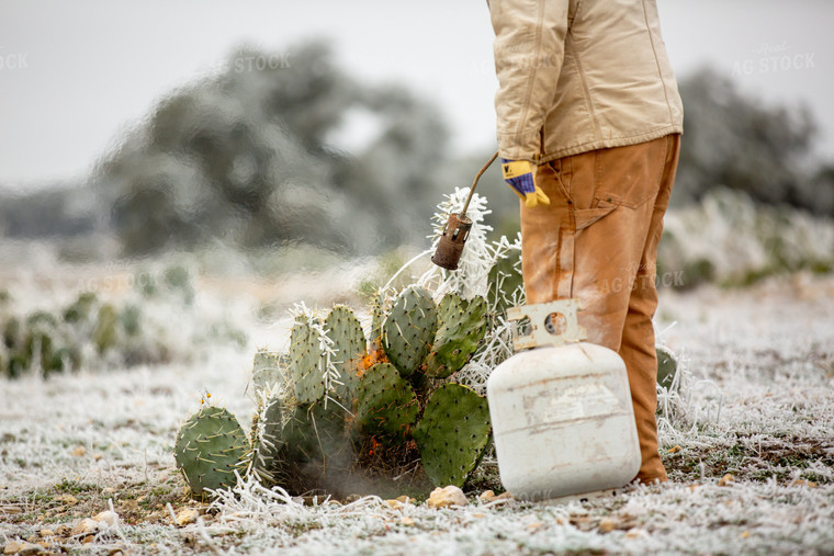 Melting Snow off Cacti for Cattle Feed 134067