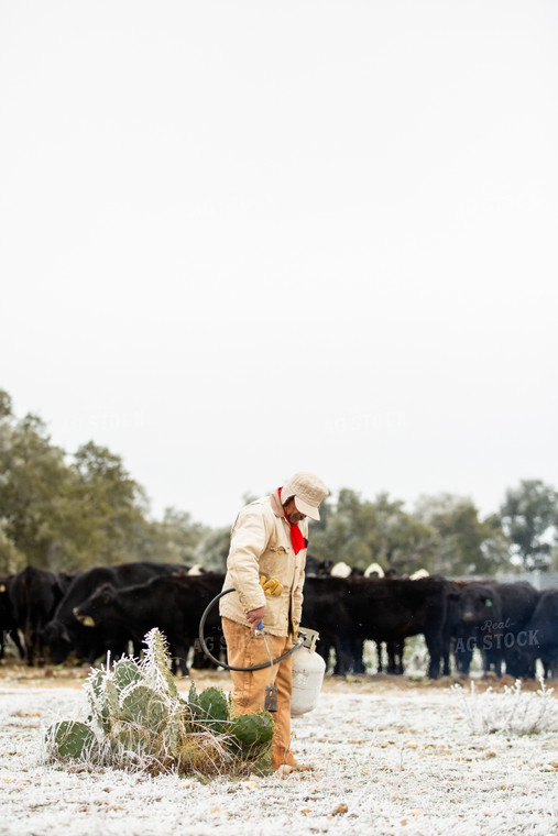 Melting Snow off Cacti for Cattle Feed 134068