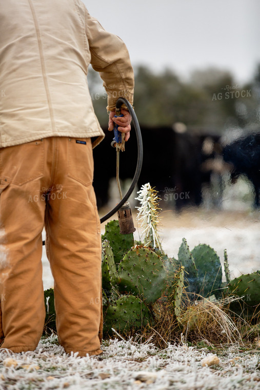 Melting Snow off Cacti for Cattle Feed 134071