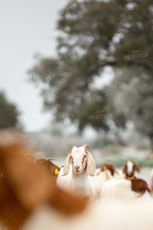 Goats 134074