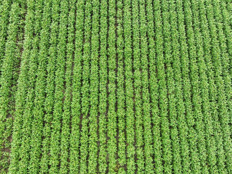 Overhead of Soybean Field 52636