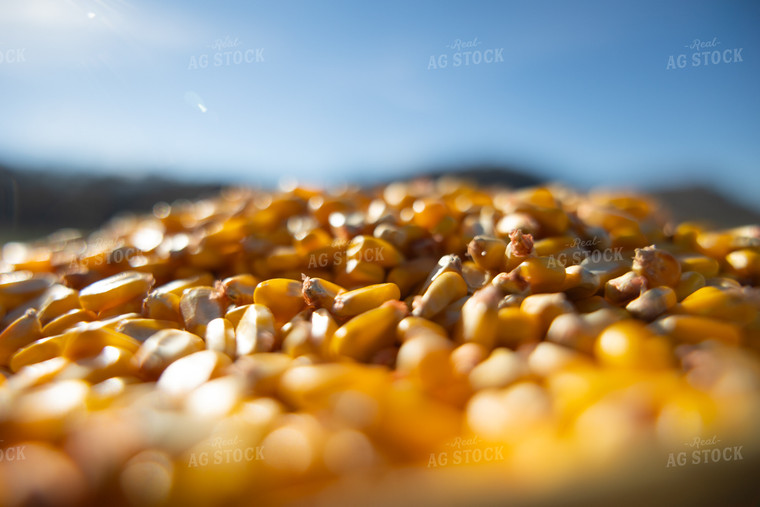 Harvested Corn 52646