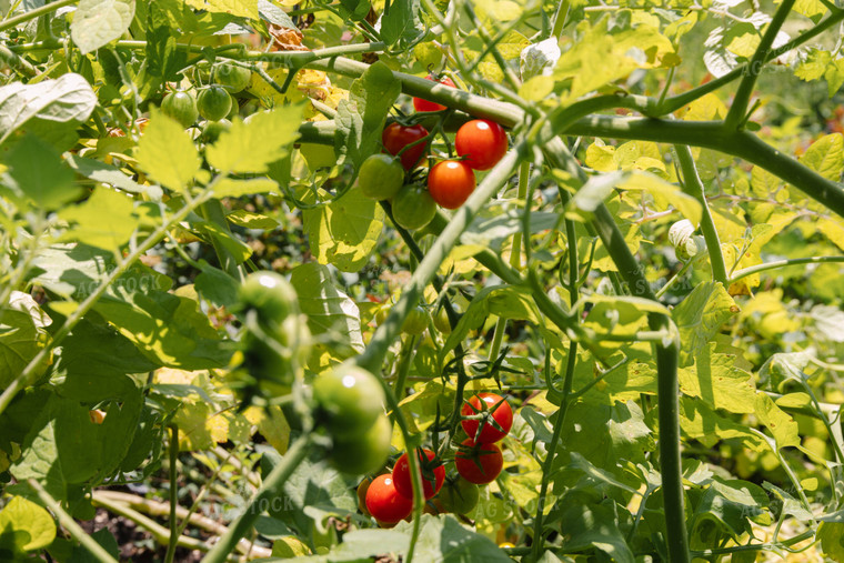 Tomatoes 52649