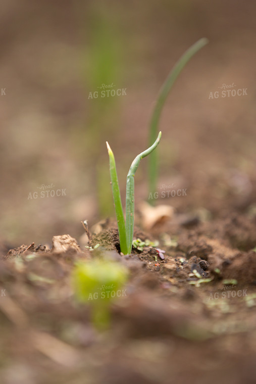 Onion Sprout 52657