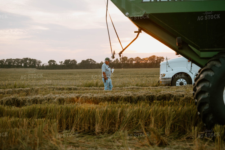 Farmer in Harvested Rice Field 125200