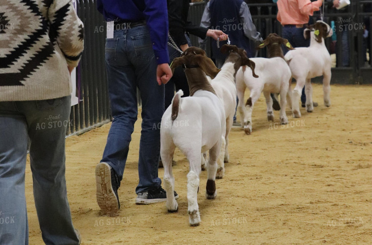 Showing Goats 102061