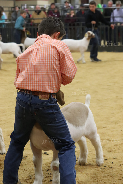 Showing Goats 102062