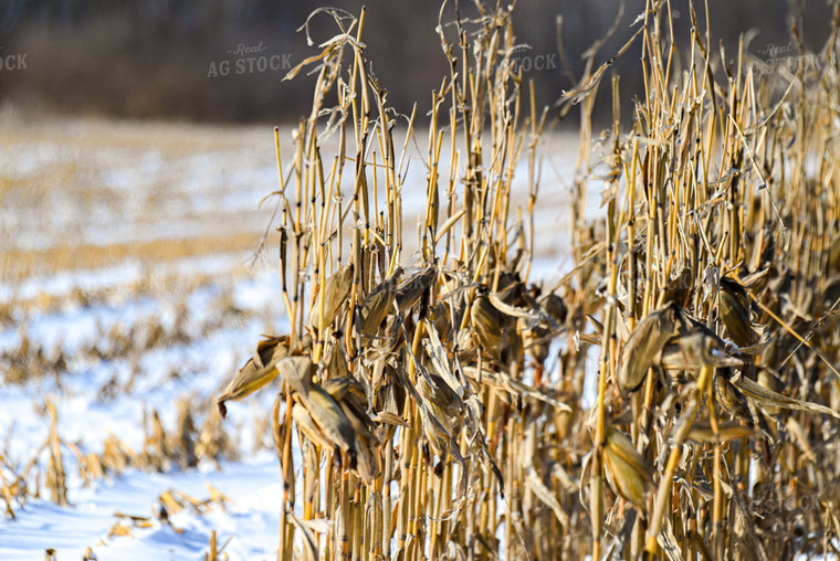 Corn Standing in Snow 166030
