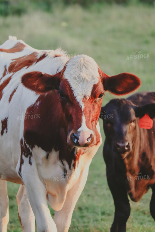 Red Holstein Cow 173013