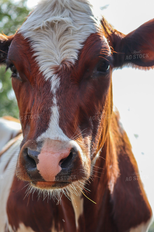 Red Holstein Cow 173015