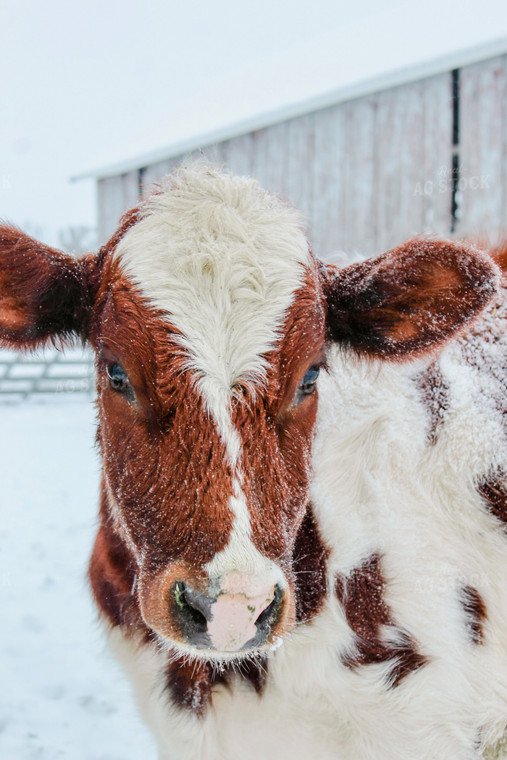 Red Holstein Cow 173017