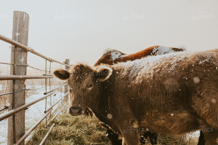 Charolais Cow 61149