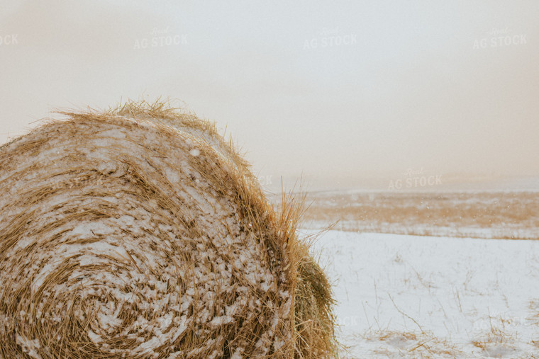 Hay Covered in Snow 61152