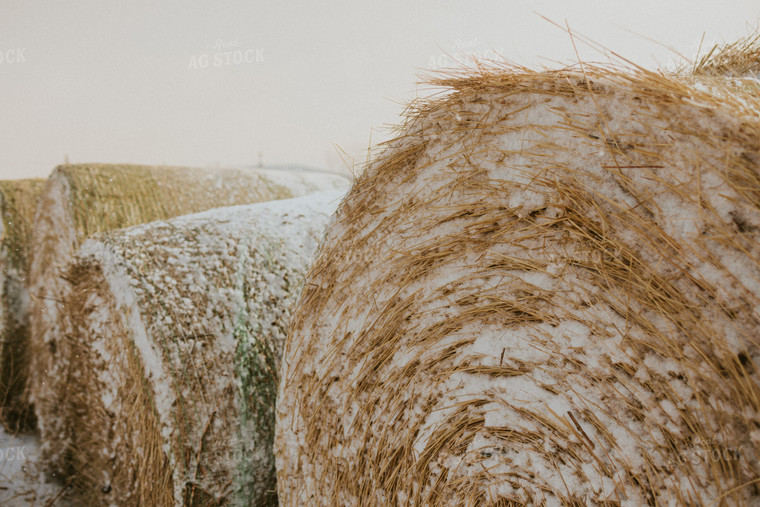 Hay Covered in Snow 61153