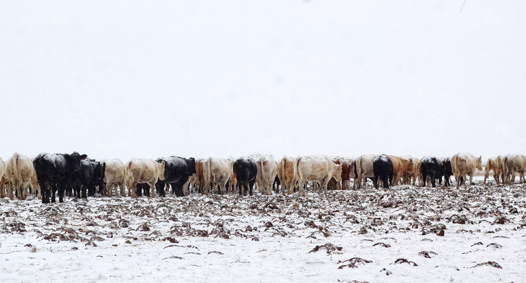 Cattle in Snowy Pasture 141098