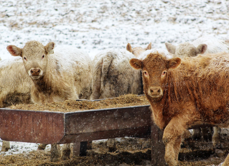 Charolais Cattle in Snowy Pasture 141093