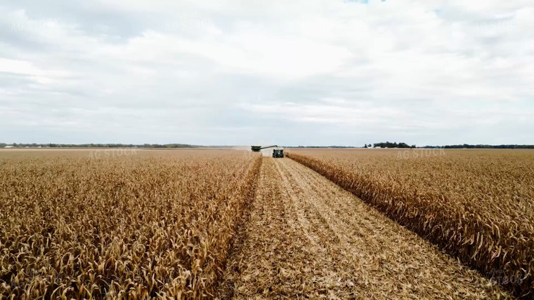 Corn Harvest 115196