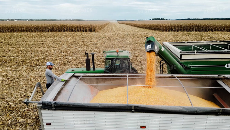 Corn Harvest 115197