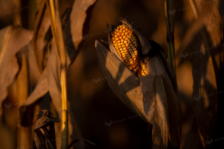 Harvest 2514