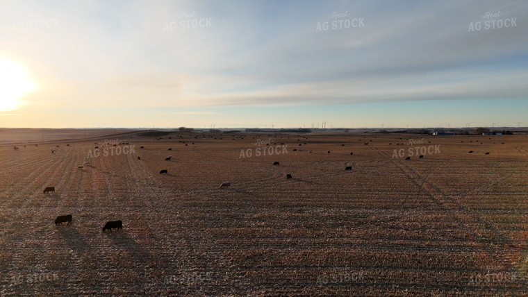 Cattle Grazing in Harvested Field 77310