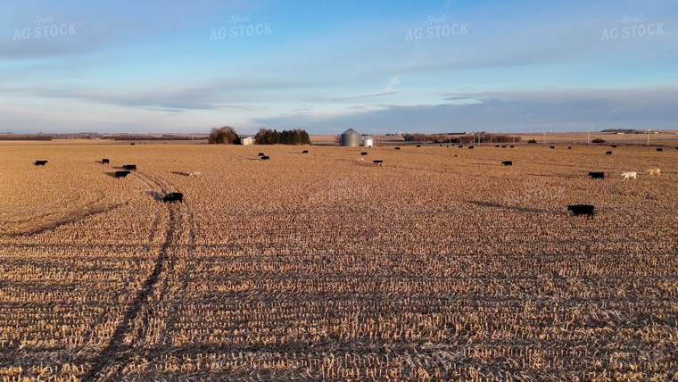Cattle Grazing in Harvested Field 77313