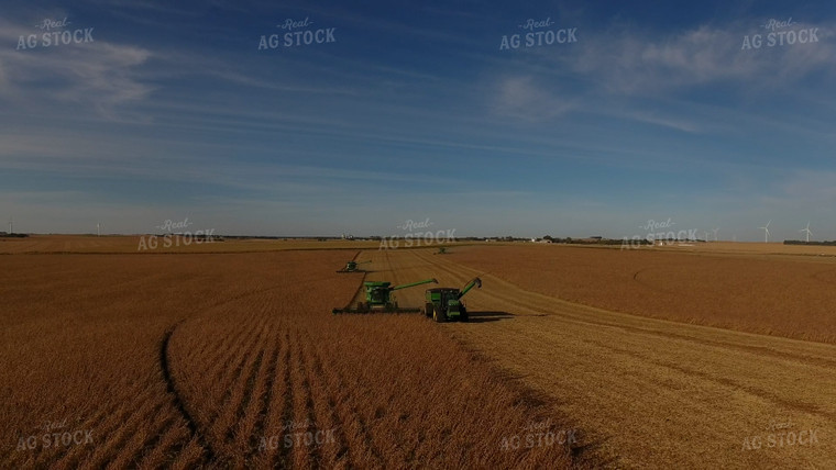 Soybean Harvest 77314