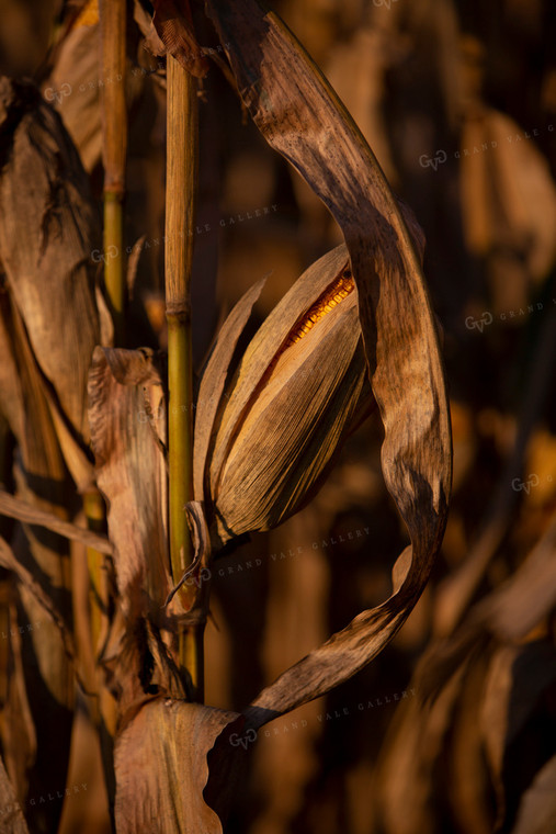 Harvest 2515