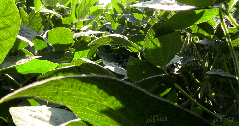 Walking Soybeans 156072