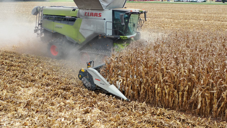 Corn Harvest 79431