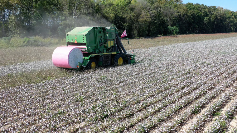 Cotton Harvest 79437