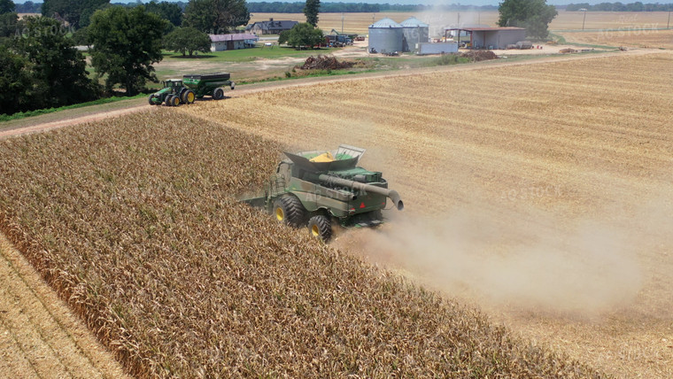 Corn Harvest 79449