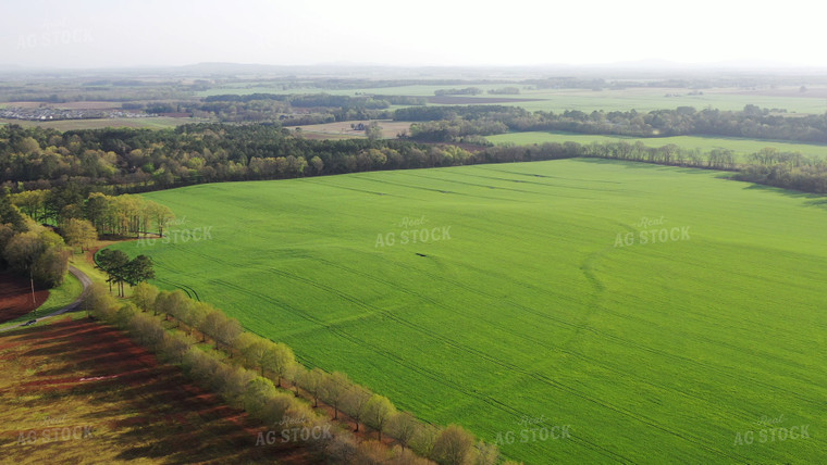 Aerial of Growing Crops 79458