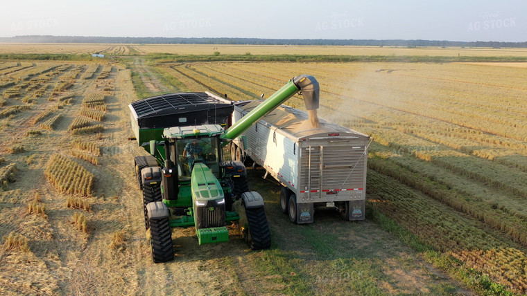 Rice Harvest 79461