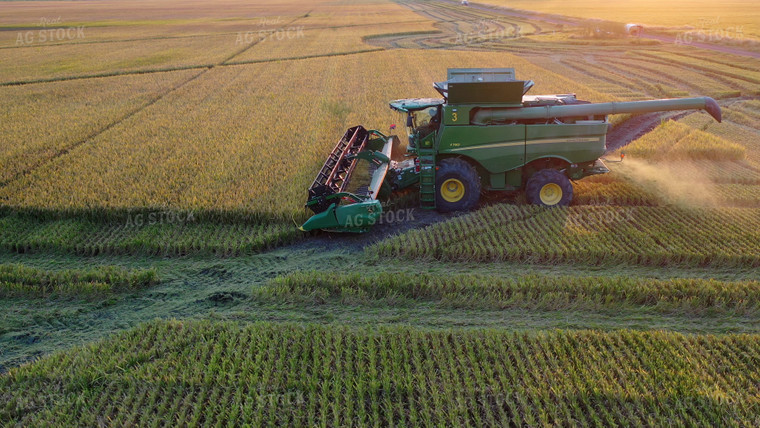 Rice Harvest 79507