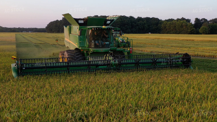 Rice Harvest 79509