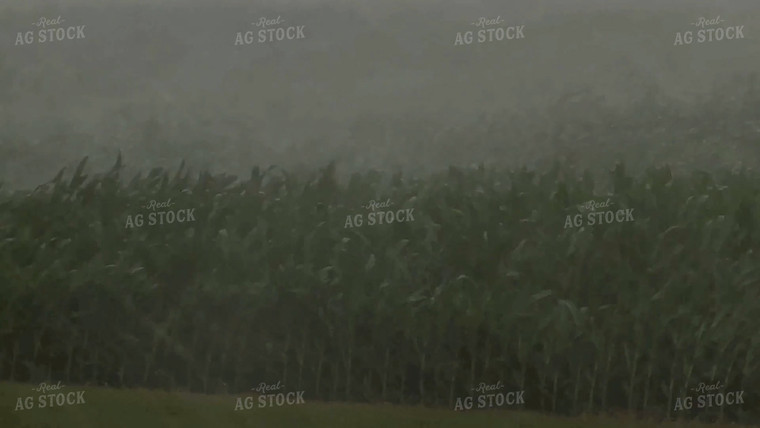 Corn in Summer Storm 154065