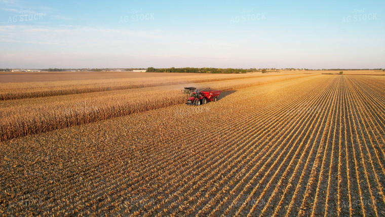 Corn Harvest 65138