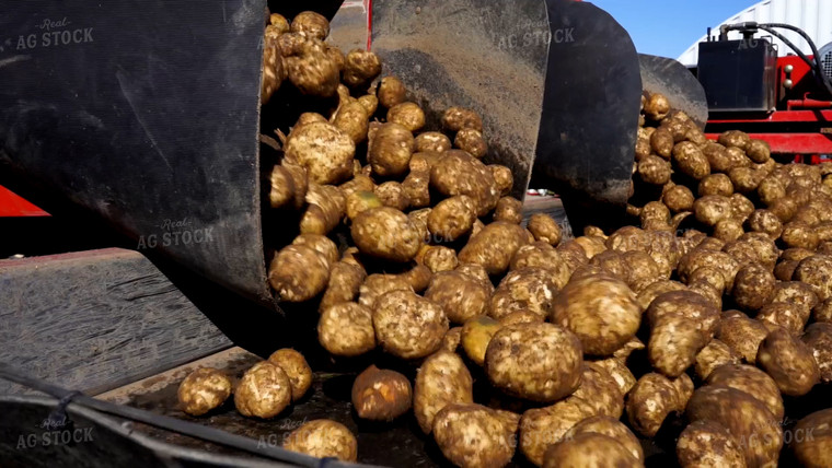 Potato Harvest 146032