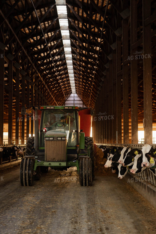Feeding Holstein Cattle in Barn 152391