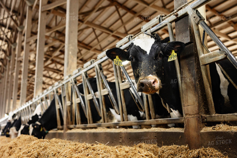 Holstein Cattle Eating in Barn 152399