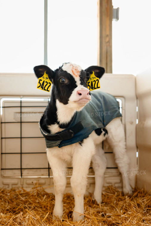 Holstein Calf 152410