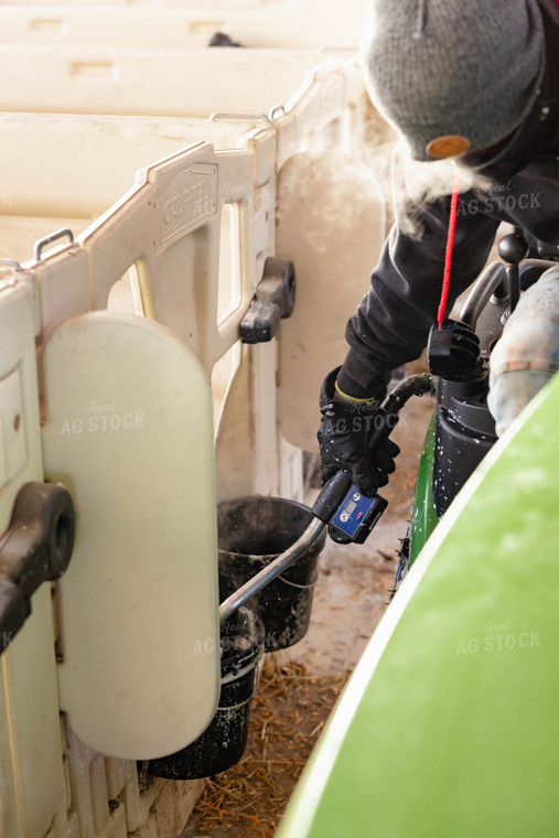 Feeding Holstein Calves in Barn 152417