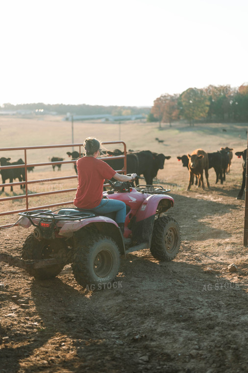 Female Farmer Feeding Cattle in Pasture 125220