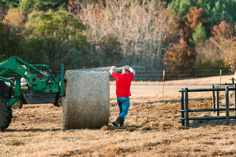 Putting out Hay in the Bale Feeder 125227