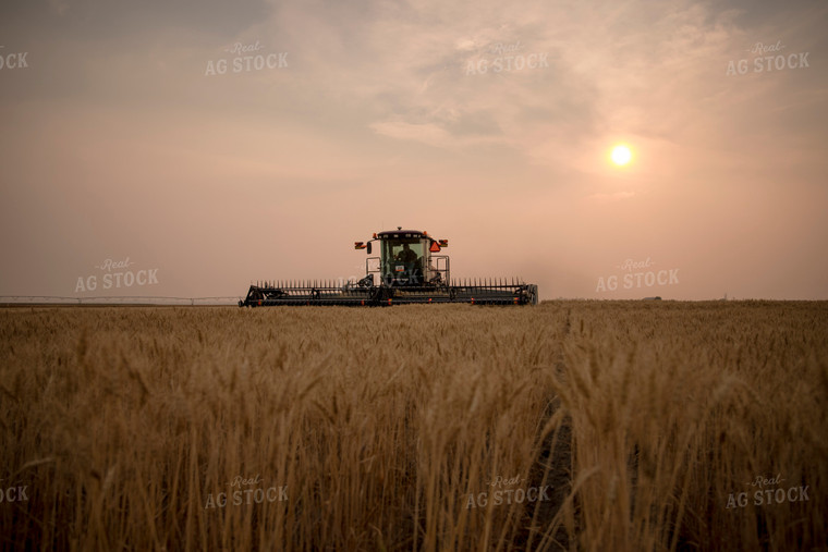 Wheat Harvest 135031