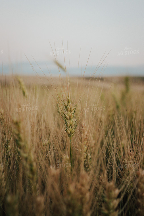 Wheat 83109